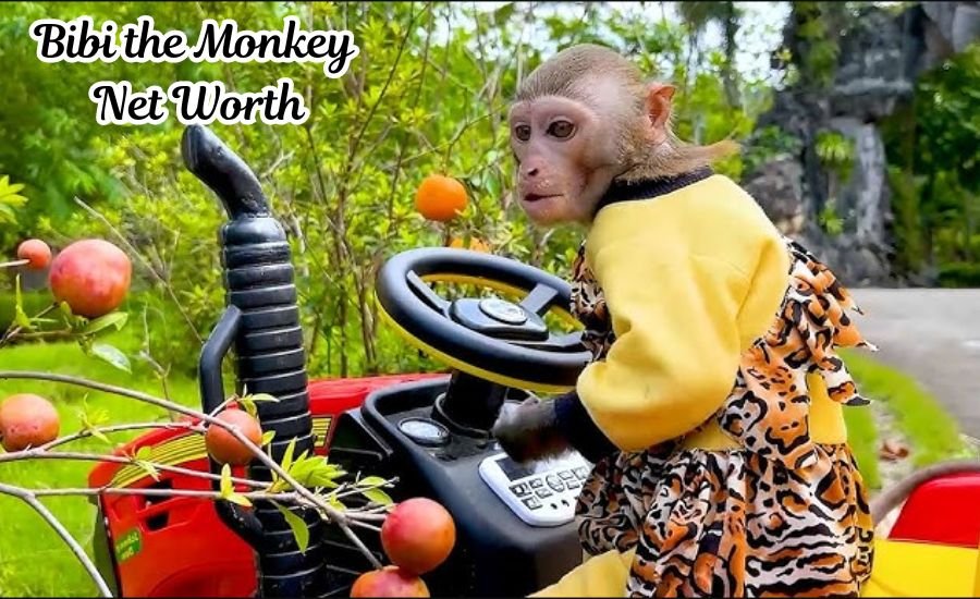 bibi the monkey net worth