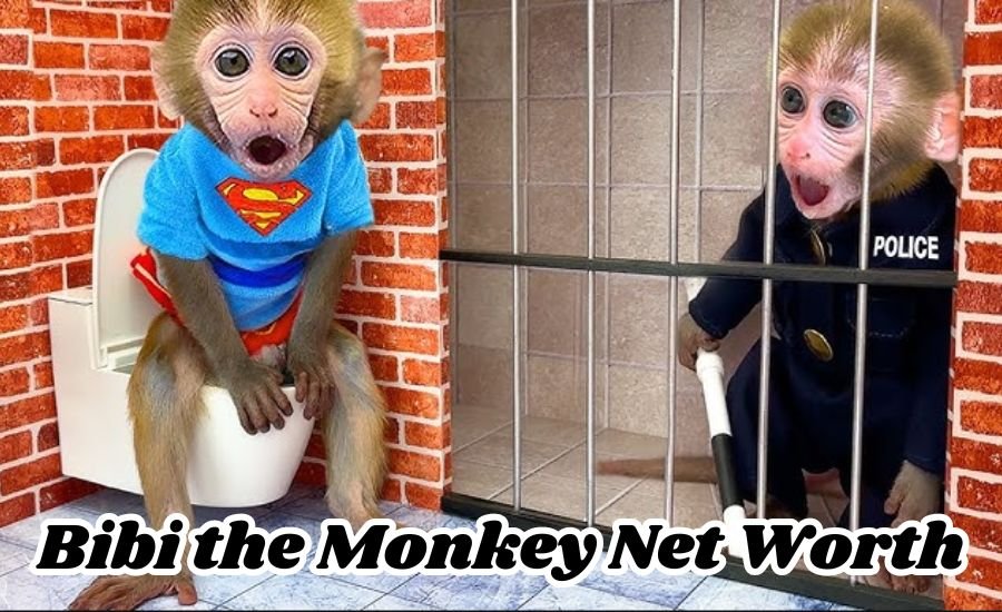 bibi the monkey net worth