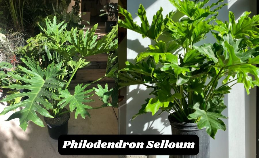 philodendron selloum