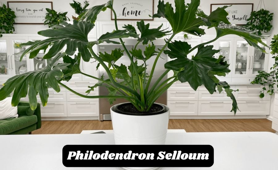 philodendron selloum