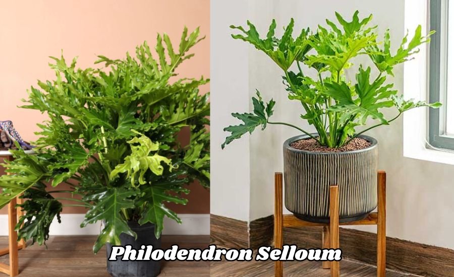 philodendron selloum