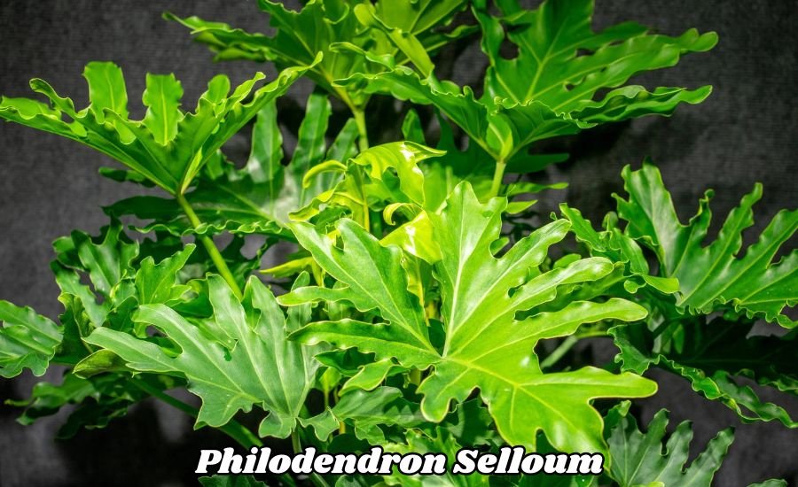 philodendron selloum