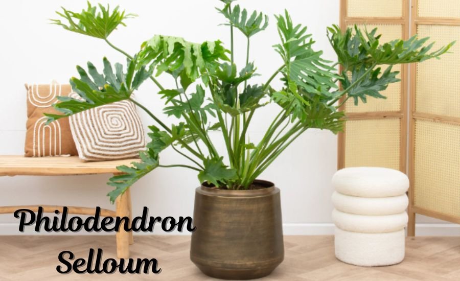 philodendron selloum